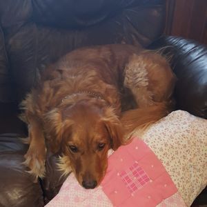 Meet your Posher, Betty